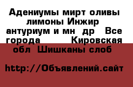 Адениумы,мирт,оливы,лимоны,Инжир, антуриум и мн .др - Все города  »    . Кировская обл.,Шишканы слоб.